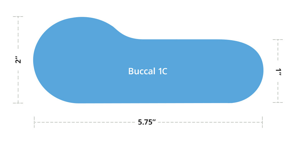 Buccal 1C