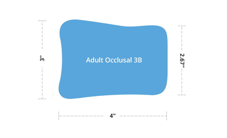 Adult occlusal 3B